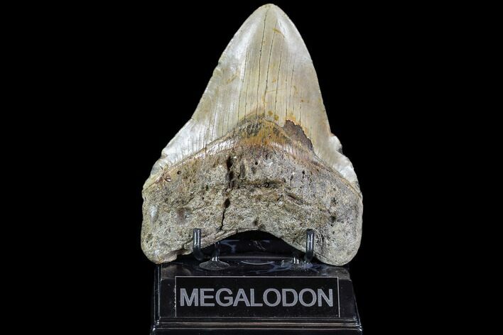 Giant, Fossil Megalodon Tooth - North Carolina #108874